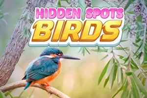 play Hidden Spots - Birds