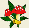 play High Fungi