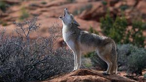play A Coyote Stalks Noontown