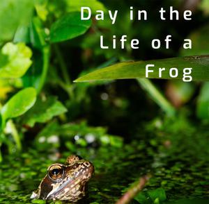 Day In The Life Of A Frog