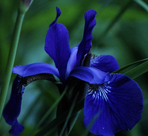 play Iris