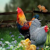 play Big-Save The Hen Family Html5