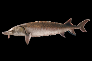 I Am A Sturgeon