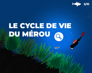 play Le Cycle De Vie Du Merou