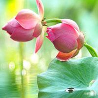 play Alluring Lotus Land Escape Html5