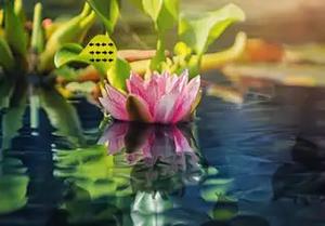play Alluring Lotus Land Escape