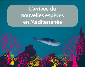 play L'Arrivée De Nouvelles Espèces En Méditerranée