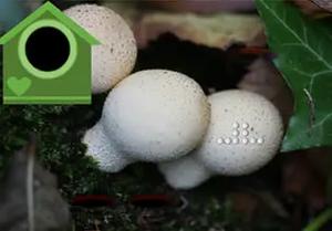 play Lycoperdon Mushroom Land Escape