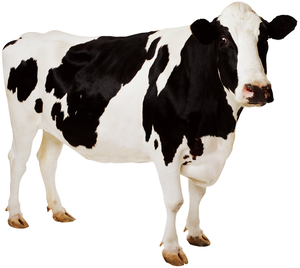 play Cow_Clicker