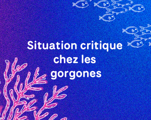 play Situation Critique Chez Les Gorgones