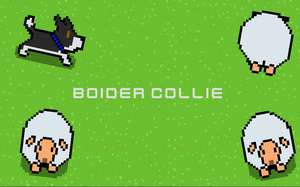 play Boider Collie