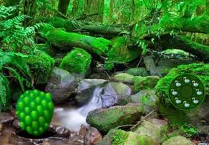 play Heavy Rainforest Escape