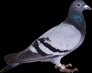 play Pigeon Game Simulator