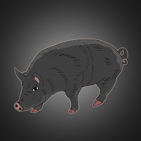 Fg Black Slavonian Pig Escape