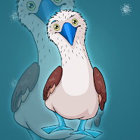 play Fg Blue Footed Booby Escape