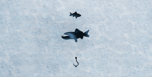 play The Exceptionally Goofy Fish