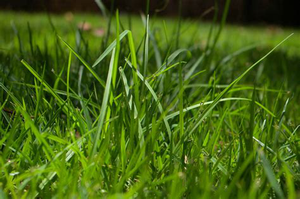 play Grass?!?!?!