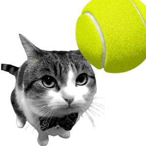 play Cat Tennis