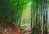play Escape Room Bamboo Forest Bug