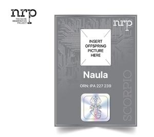 play Name Reservation Project (Nrp)