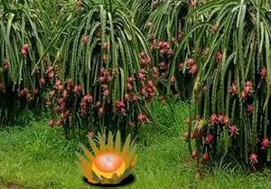 play Dragon Fruit Animal Escape
