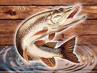 play Fish Rain