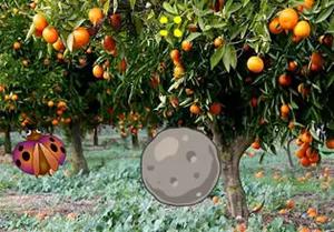 play Twin Orange Birds Escape