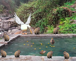 Pelican Grabs A Capybara