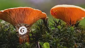 play Mushroom Forest Adventure