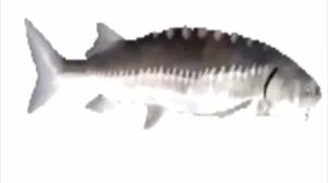 play Fishy