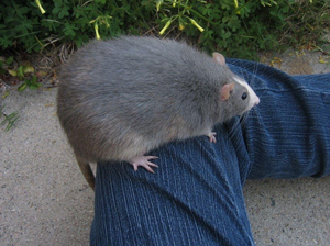 play Rat