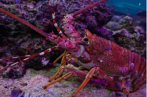 The Curious Crayfish