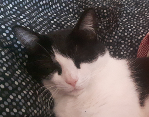 play Petits Chats