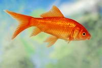 play Catch The Fish