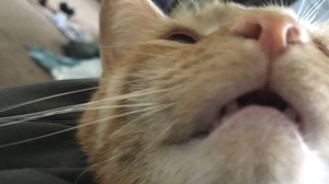 play Mr. Frank Wants Treats