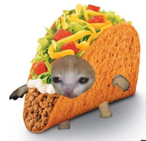 Hwk: Taco Cat