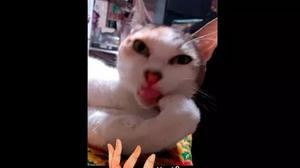 play Do Not Let Catch Your Tongue Umechan