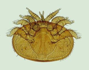 play Parasites