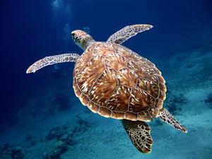 play Turtle In The Sea