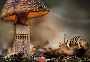 play Wonder Snail Forest Escape
