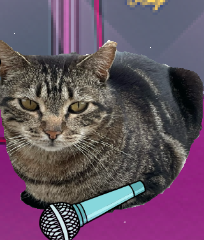 play Music Cats