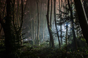 play Forbidden Woods