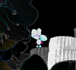 play Black Flowers