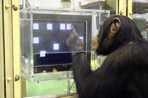 play Chimp Test