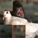 play Amaze-Puzzle