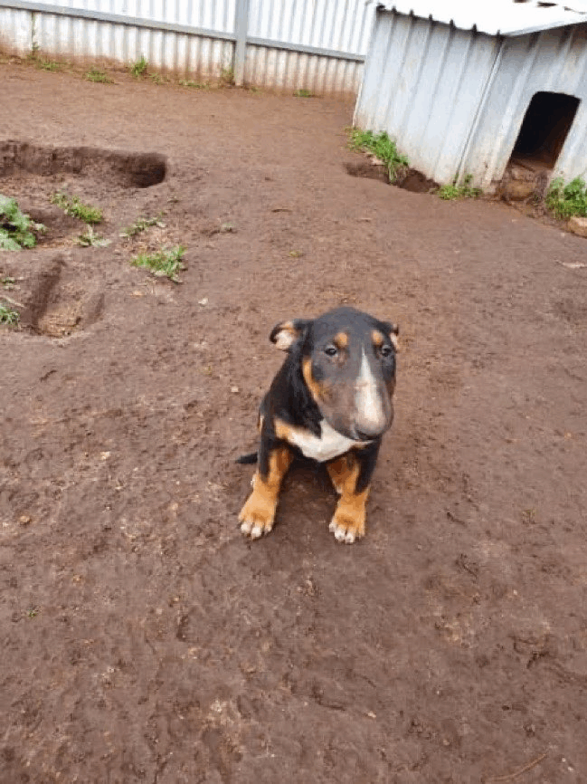 play Perrito Atrapa Pelota Ev4