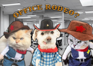 play Office Rodeo?