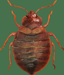 play Bed Bugs