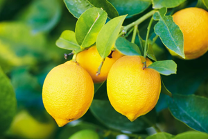 play Weird Lemon Pet!!!