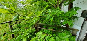 play A Vine On A House
